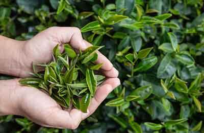 福建茶叶品牌传播模式研究