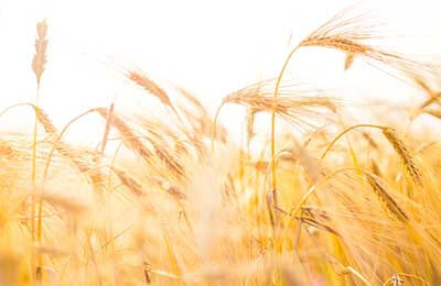 保山市隆阳区优质小麦提高产量的途径