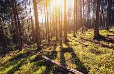 林业改革与林业增长