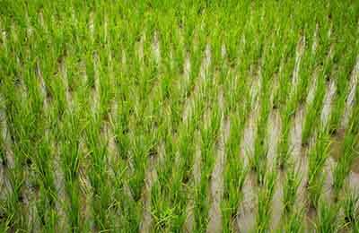 单双粒谷秧苗插植对不同生育期杂交水稻组合产量的影响