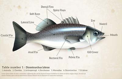 探析水鱼类寄生虫病的危害和防治措施