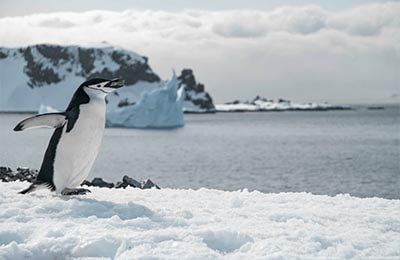 企鹅能不能跑到北极?