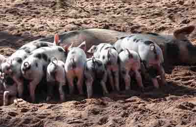 母猪精细养殖管理物联网平台的建立