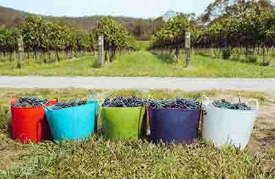 酿酒葡萄新品种“左优红”在柳河县的栽培表现