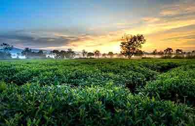 镇江丘陵地区典型茶园土壤和茶叶重金属的监测与污染评价