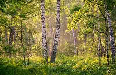 树干注药对红松针叶主要生理指标的影响