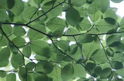 黎平茶区茶树假眼小绿叶蝉的发生与科学防治