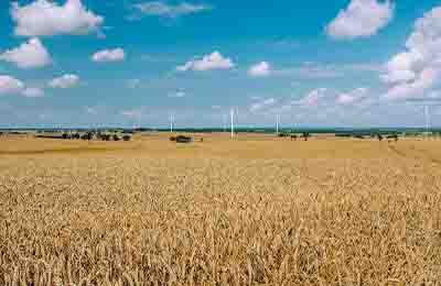 2012―度麦田调查取样点与隐形灾害小麦品种筛选试验