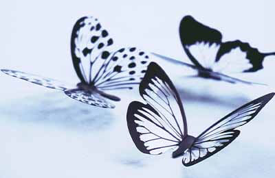 每个孩子都有一双“蝴蝶”的翅膀