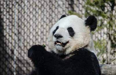 熊猫参加运动会作文100字