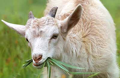 圈养绒山羊常见病的防治