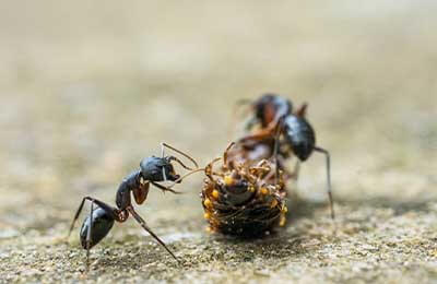 最高的小蚂蚁
