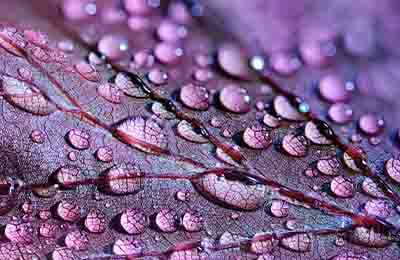 浅谈紫苏的反季节种植