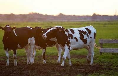规模奶牛养殖场的污染问题与治理方式