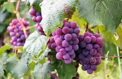 葡萄(vines)作为观赏植物的综合利用探讨