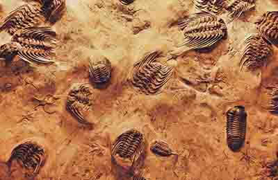 古老蠕虫化石的新发现