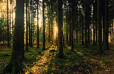防护林木营造和管理制度