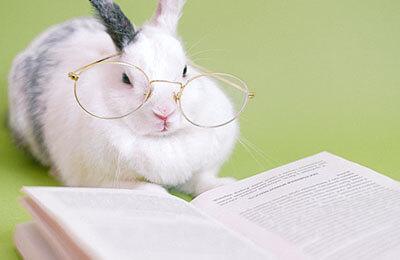 可爱的小白兔作文350字