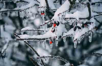 北方寒冷地区一品红花期落叶的原因分析及防范措施