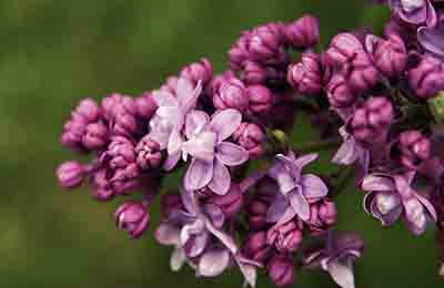 浅谈紫丁香的繁殖与栽培技术